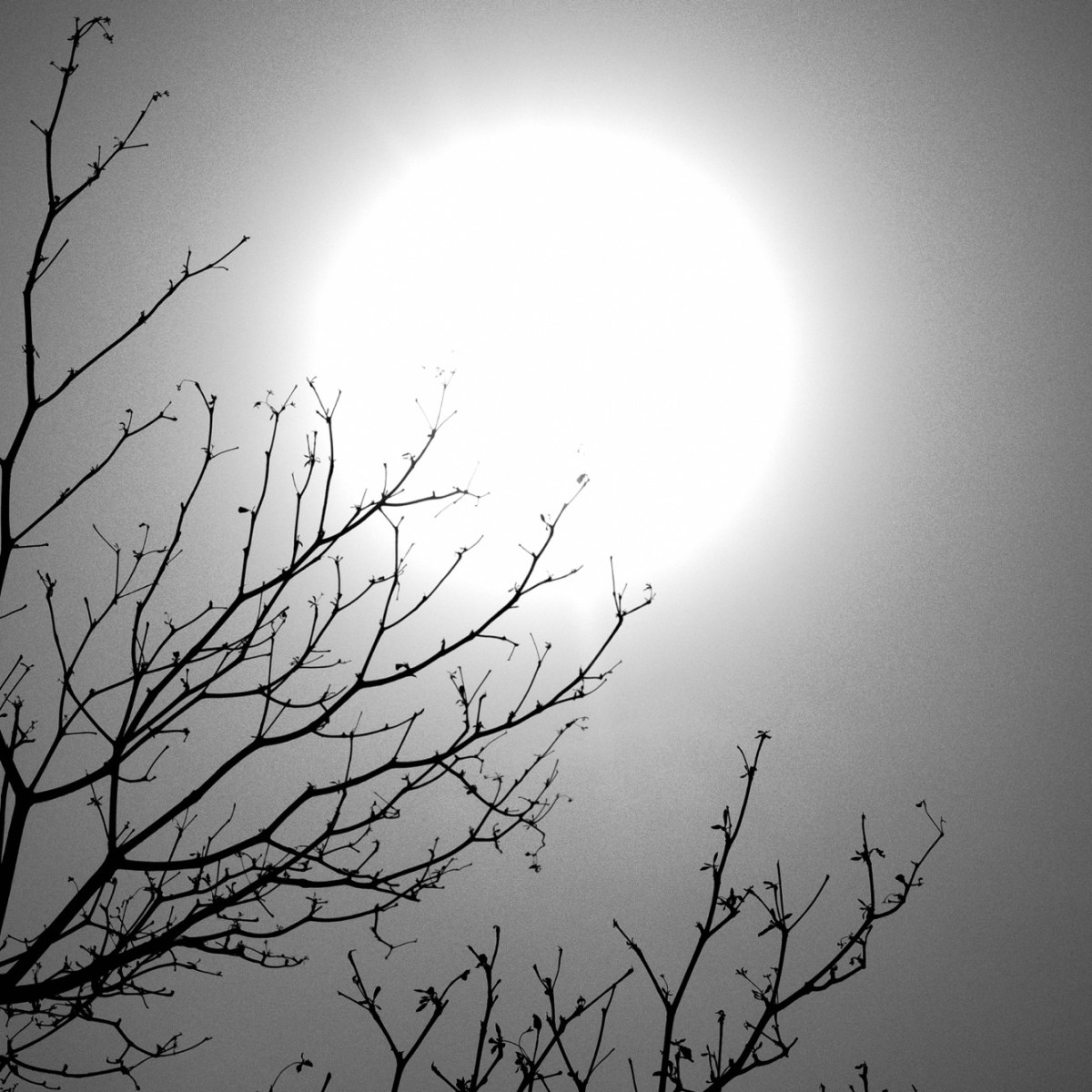 تجليات بصرية: صبر